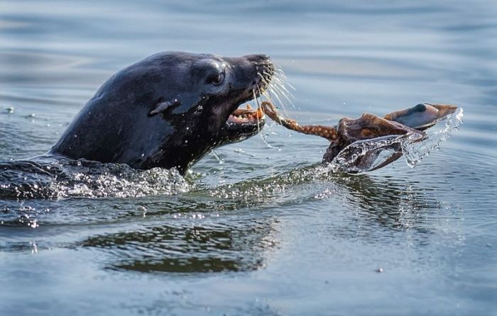 seal having an octopus dinner