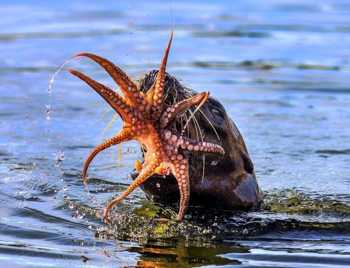 seal having an octopus dinner