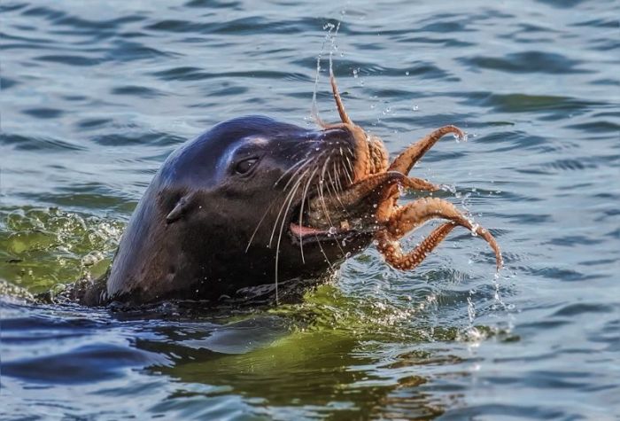 seal having an octopus dinner