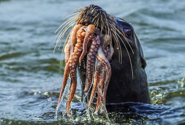 seal having an octopus dinner
