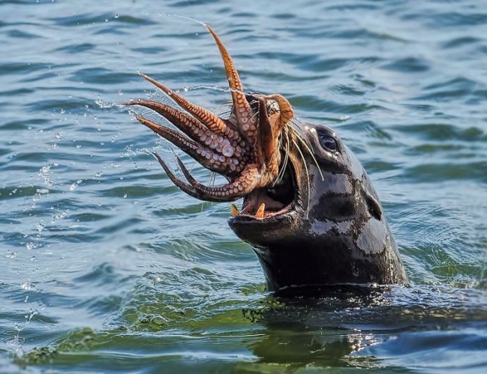 seal having an octopus dinner