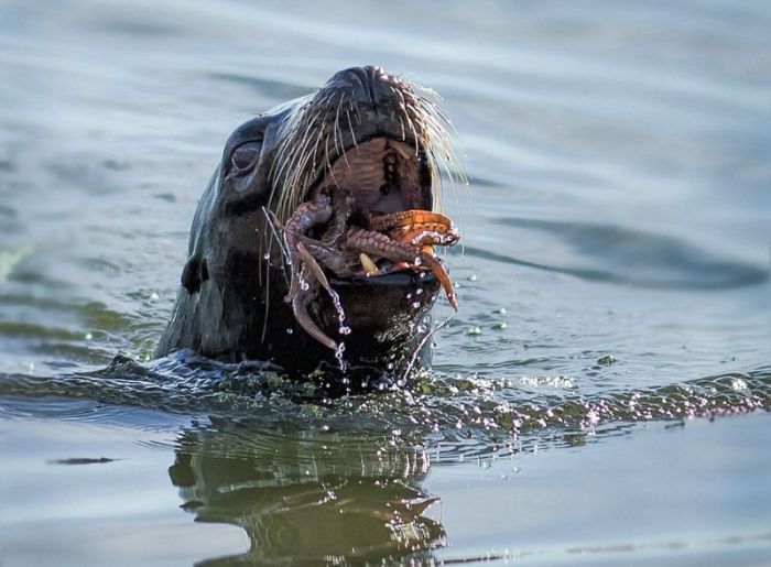 seal having an octopus dinner