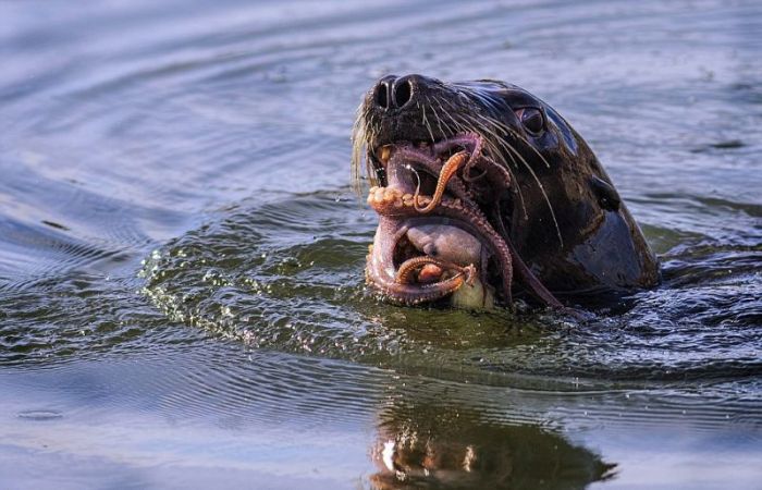 seal having an octopus dinner