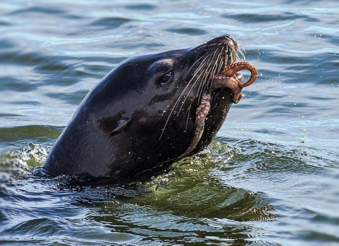 seal having an octopus dinner