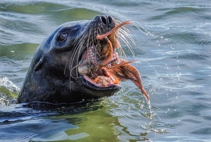 seal having an octopus dinner