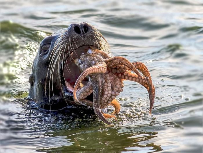 seal having an octopus dinner