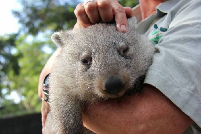 Wombat orphan finds a new family, Taronga Zoo, Sydney, New South Wales, Australia