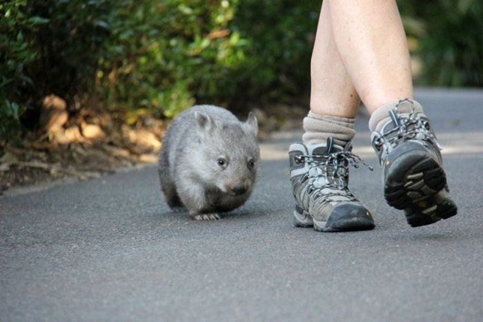 Wombat orphan finds a new family, Taronga Zoo, Sydney, New South Wales, Australia