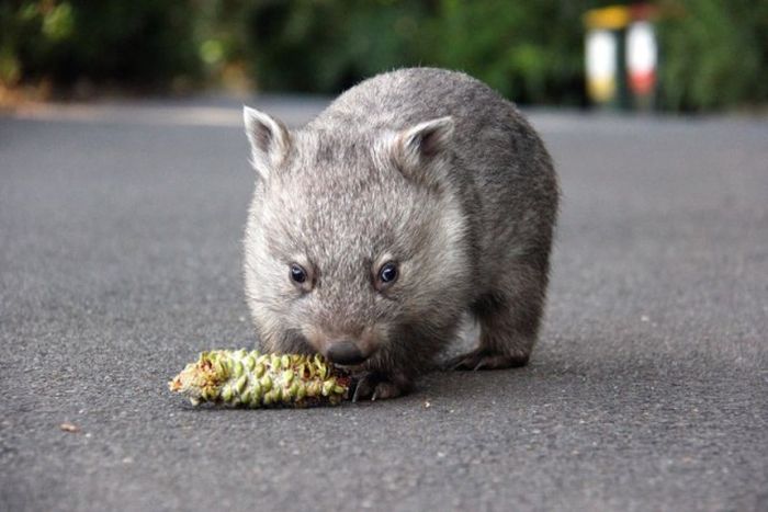 Wombat orphan finds a new family, Taronga Zoo, Sydney, New South Wales, Australia