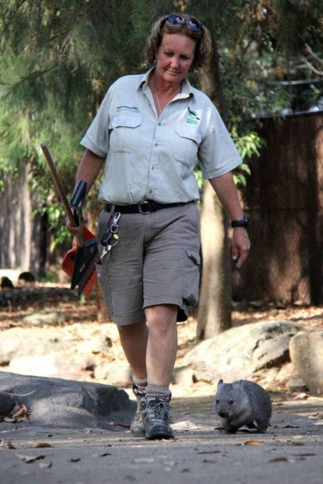 Wombat orphan finds a new family, Taronga Zoo, Sydney, New South Wales, Australia