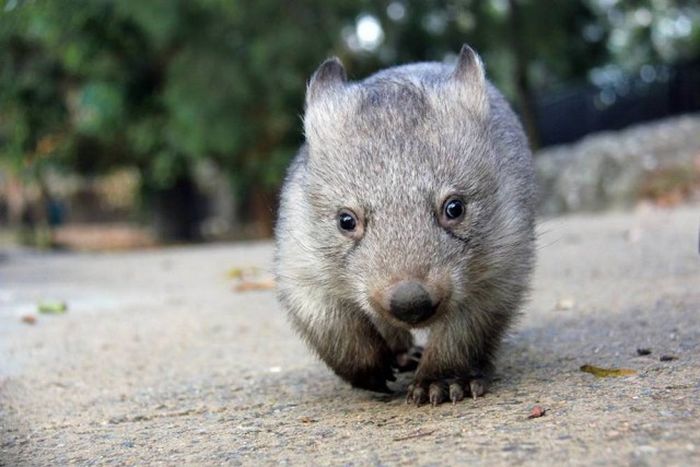 Wombat orphan finds a new family, Taronga Zoo, Sydney, New South Wales, Australia