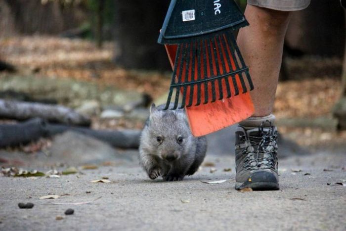 Wombat orphan finds a new family, Taronga Zoo, Sydney, New South Wales, Australia