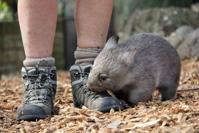 Wombat orphan finds a new family, Taronga Zoo, Sydney, New South Wales, Australia