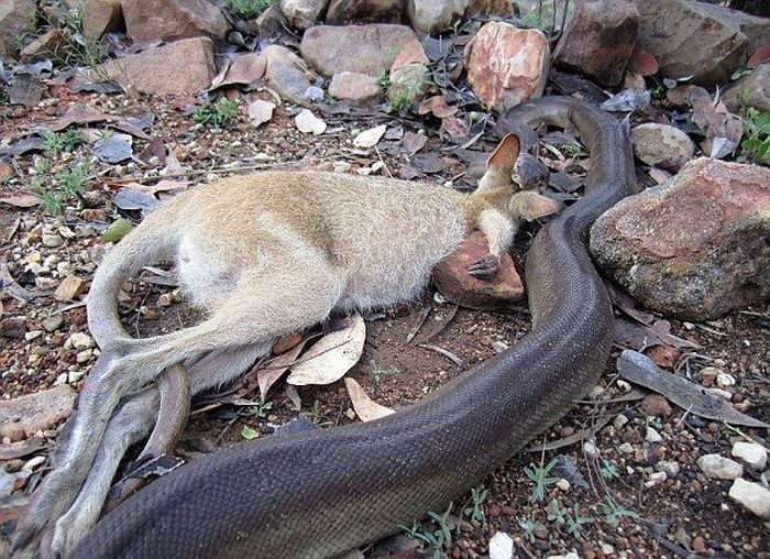 python swallows a whole wallaby