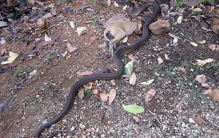 python swallows a whole wallaby