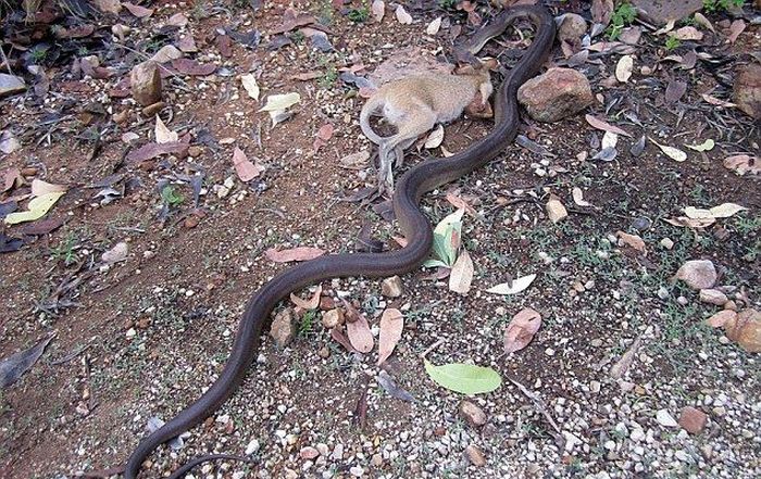 python swallows a whole wallaby