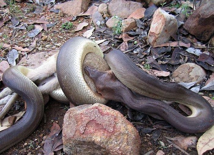 python swallows a whole wallaby