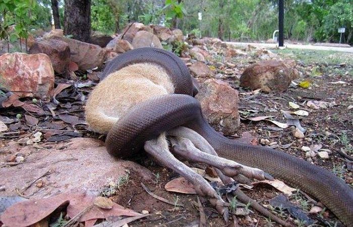 python swallows a whole wallaby