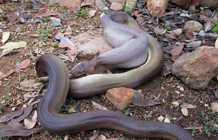 python swallows a whole wallaby