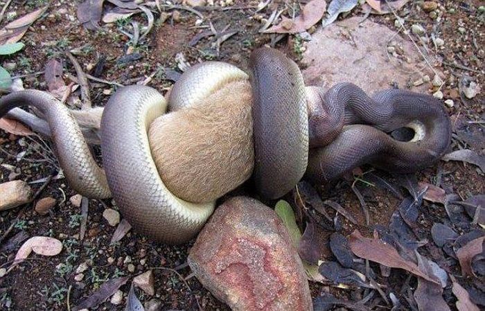 python swallows a whole wallaby