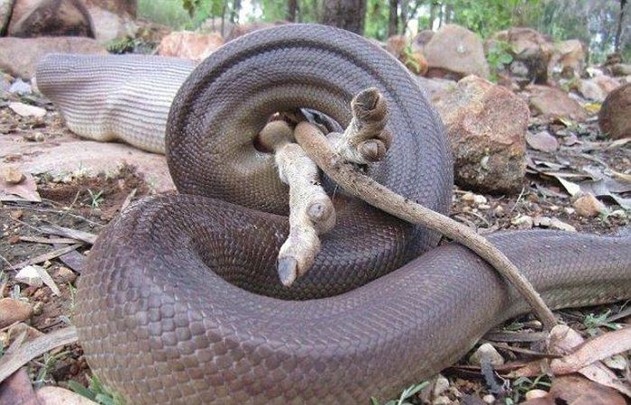 python swallows a whole wallaby