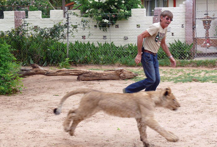 Lion raised and friendship with Frikkie Von Solms