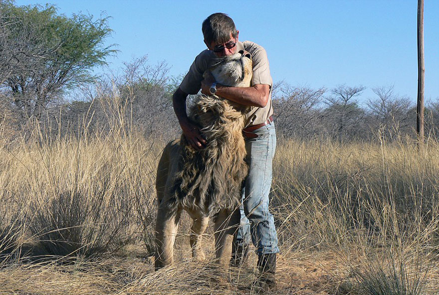 Lion raised and friendship with Frikkie Von Solms