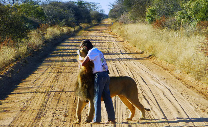 Lion raised and friendship with Frikkie Von Solms