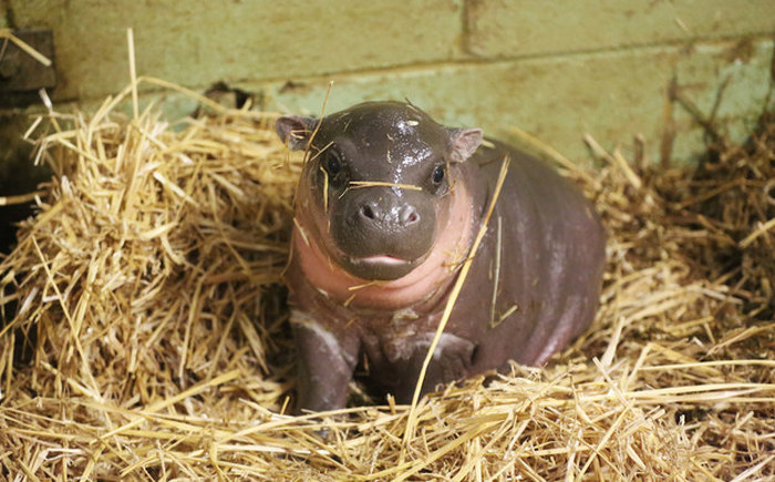 pygmy hippopotamus