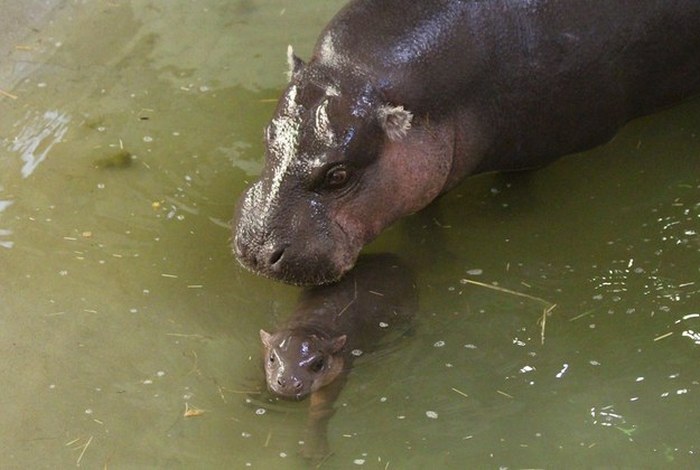 pygmy hippopotamus
