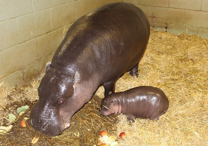 pygmy hippopotamus