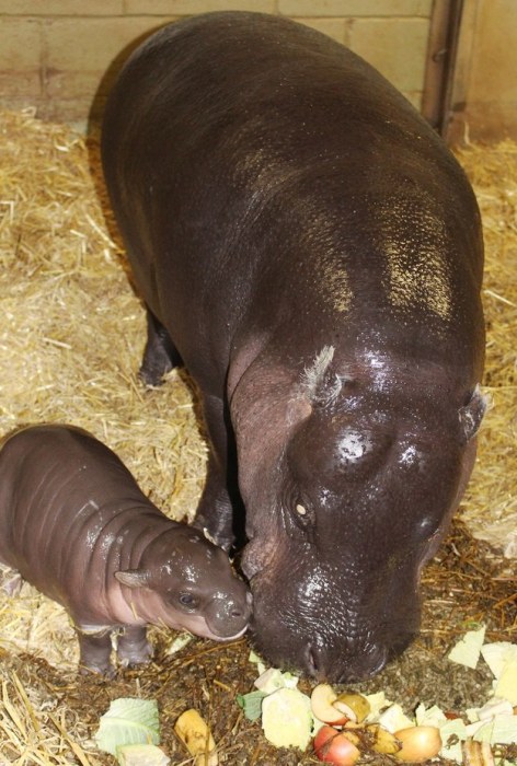 pygmy hippopotamus