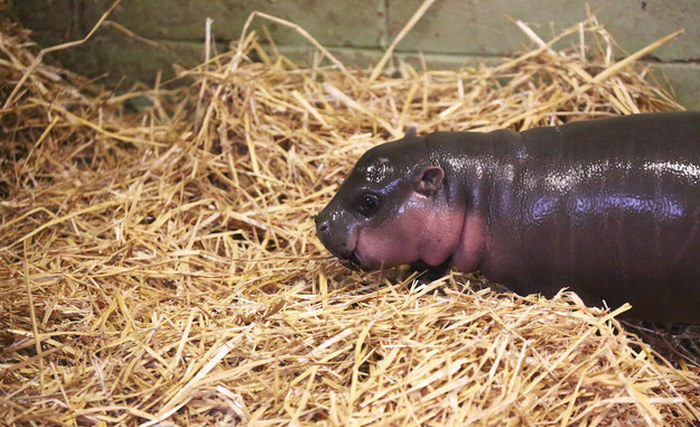 pygmy hippopotamus