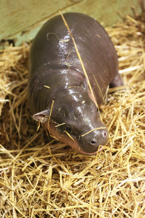 pygmy hippopotamus