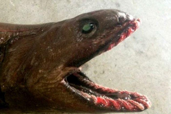 Xenacanthus prehistoric shark, Lakes Entrance, Victoria, Australia