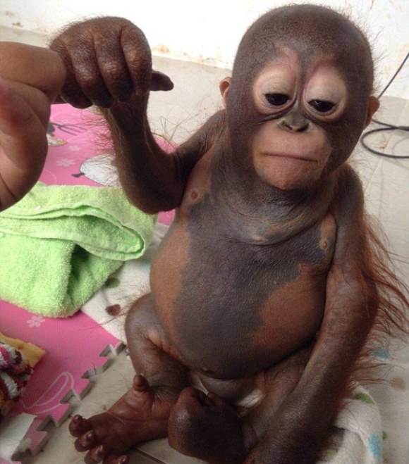 nursed baby orangutan