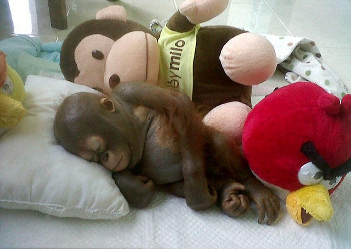 nursed baby orangutan