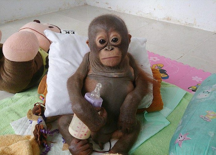 nursed baby orangutan