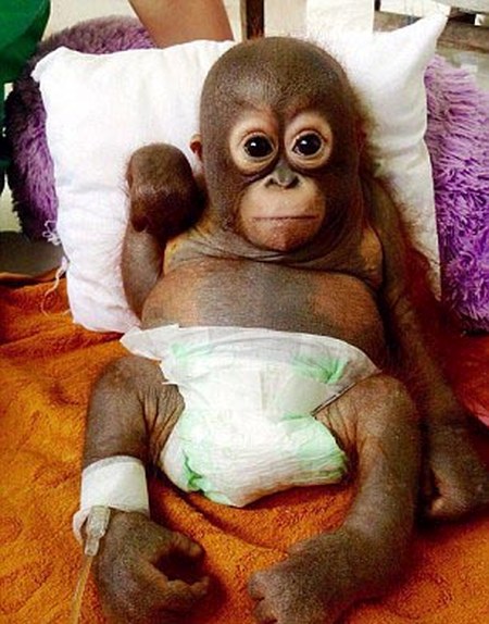 nursed baby orangutan