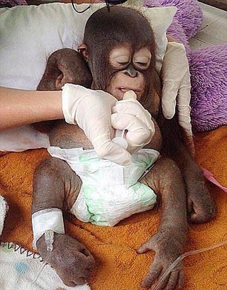 nursed baby orangutan