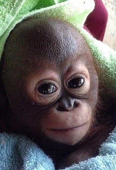 nursed baby orangutan