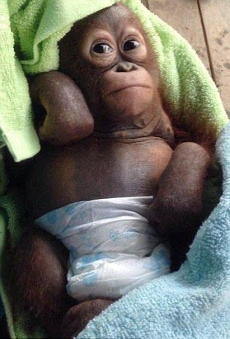 nursed baby orangutan