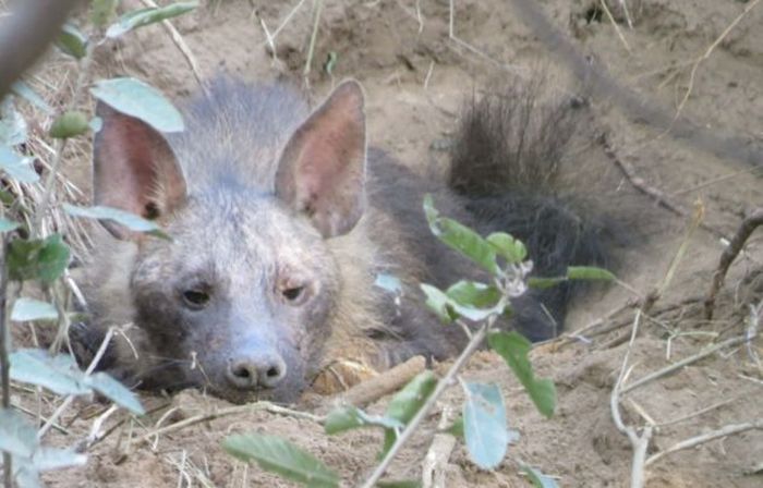 rescuing hyena cubs