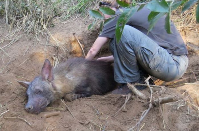 rescuing hyena cubs