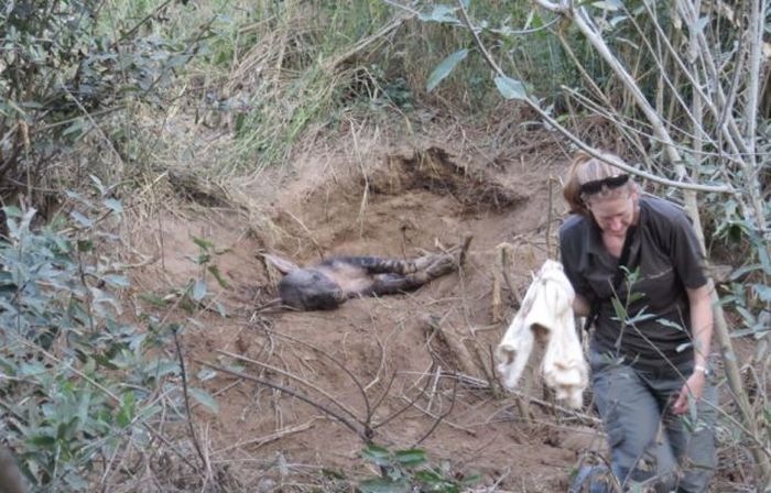 rescuing hyena cubs