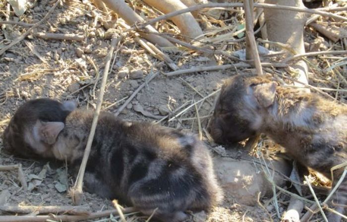 rescuing hyena cubs