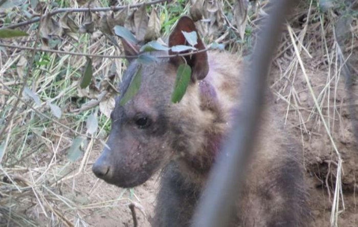 rescuing hyena cubs