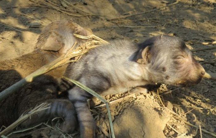 rescuing hyena cubs