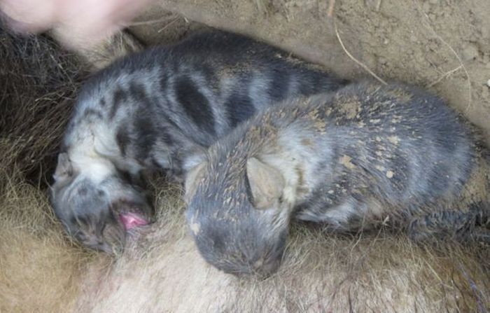 rescuing hyena cubs