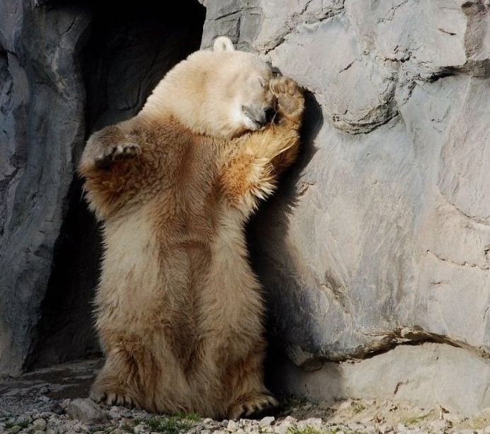 polar bear photography